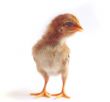 Baby chicken - Stock Image