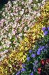 Kiev opened a traditional 59 flower exhibition, 2014 in Kiev, Uk