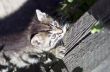 nice cat 