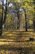 Collection of Beautiful Colorful Autumn Leaves / green, yellow, 