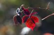 Collection of Beautiful Colorful Autumn Leaves / green, yellow, 