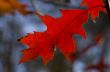 Collection of Beautiful Colorful Autumn Leaves / green, yellow, 