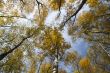 Autumn trees with yellow leaves against the sky