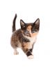 Calico Kitten Standing