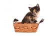 Calico Kitten in a Basket