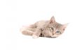 Laying Tabby Kitten