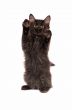 Fluffy Black Kitten Standing