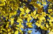 Autumn leaves 