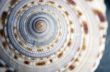 Natural spa elements- seashell with starshell and stones on whit