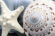 Natural spa elements- seashell with starshell and stones on whit