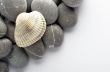Natural spa elements- seashell with starshell and stones on whit