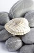Natural spa elements- seashell with starshell and stones on whit