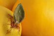 Quince Macro