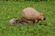 Capybara