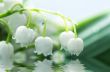 Close up of Lily of the valley