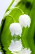Close up of Lily of the valley