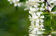 Cherry blossom closeup over natural background