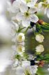 Cherry blossom closeup over natural background