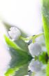 Close up of Lily of the valley
