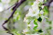 apple blossoms