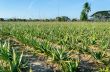 Crop of aloe vera plants