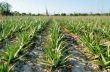 Crop of aloe vera plants