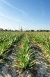 Crop of aloe vera plants