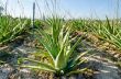 Crop of aloe vera plants