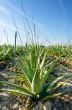Crop of aloe vera plants