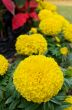 Yellow Marigold flower