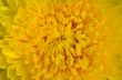 Close-up yellow chrysanthemum flower