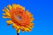 Orange Gerbera flower on sky background