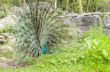 Male peacock display
