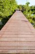 Wood bridge in mangroves