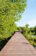 Wood bridge in mangroves