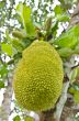 Jackfruit on the tree
