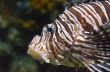 Lionfish, Beautiful sea fish
