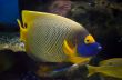 Beautiful Angel Fish in the sea