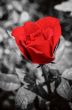 Red rose