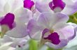 Dendrobium orchid hybrids is white and pink
