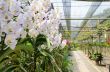 Orchid farm