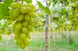 Green grapes in vineyard
