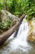 Small waterfall in rainforest