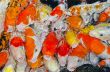 Colorful many Koi Carps fish