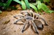 Tarantula large spider