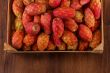 Many cactus pear or nopal