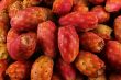 Many cactus pear or nopal