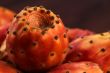 Single cactus pear or nopal