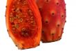Nopal cut cactus white background