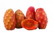 Nopal cactus white background